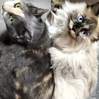 ラテ