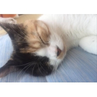 のの