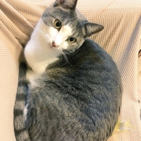 銀