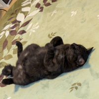 めい