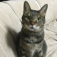 トム