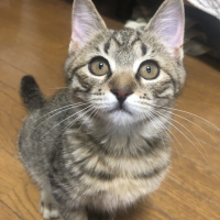 クロエ