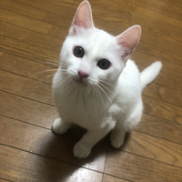 メル