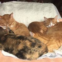 ボス（ニャンコ先生）推定4歳～5歳