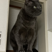 クロ