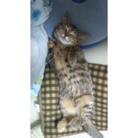 アロハ