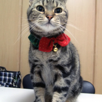 Hikaru君