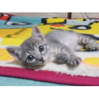 夢結（みゆう）