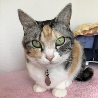 テト