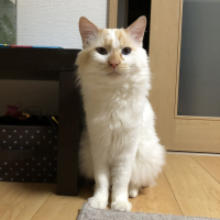 バロン