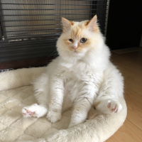パンチ