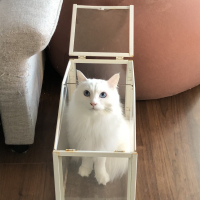 スカイ