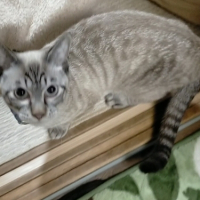 ジャム