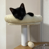 ぴこ