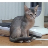 すえぞう