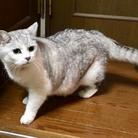 ムック