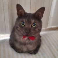 ノア