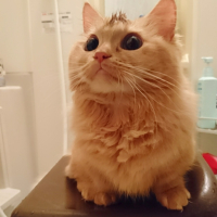 ももよ