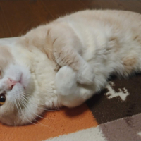 ごろうまる