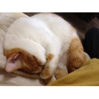 ねこさぶろう
