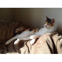 いねこ
