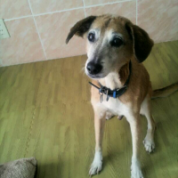 秀吉　(しゅうきち)