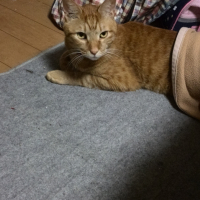 ティガ
