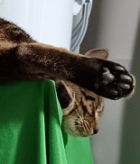運慶