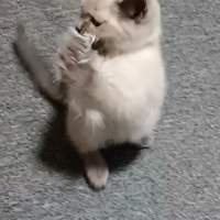 ぶりぃらぶりぃ