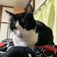 ミネット