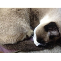 マル