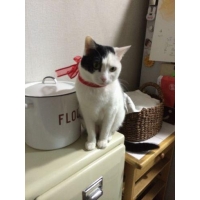 Chloe（クロエ）