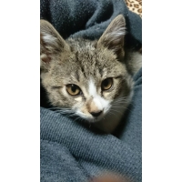 茶杞ーチャコー