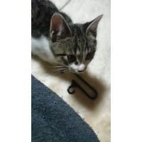 茶弥ーチャミー