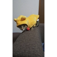 アヴィ