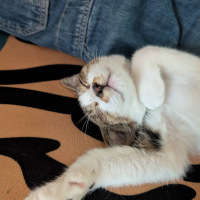 きん