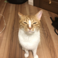 茶太郎