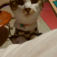 さくちゃん（さくら）