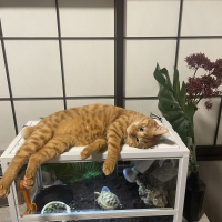 ちゃー