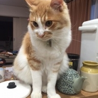 チビ太