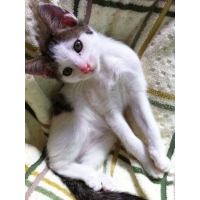 のん