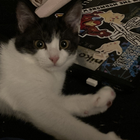 きゅうり