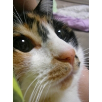 ぱせり