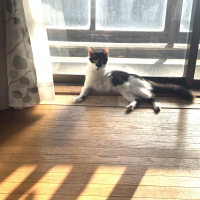 もも