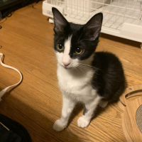 テト