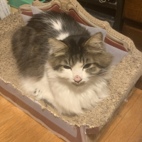 ふう
