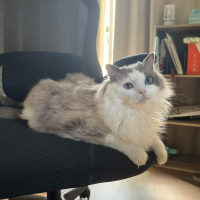 サン