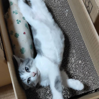 ぴーすけ