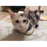 みるきぃおみけホームズゆたんぽ(笑)