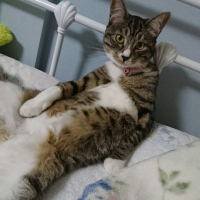 ひな